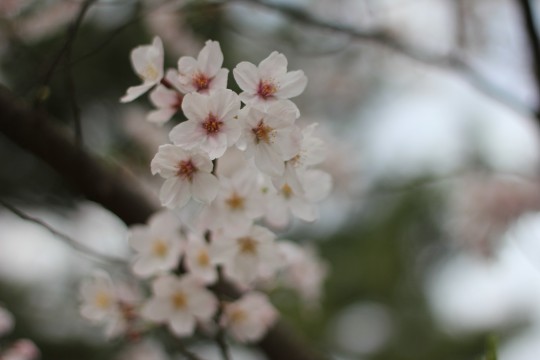 sakura